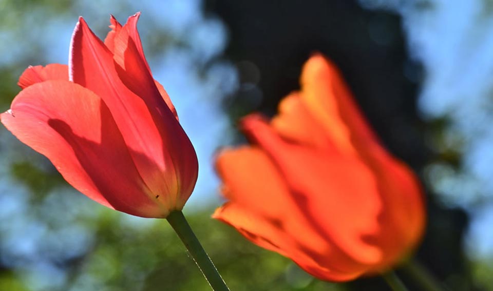tulip stems